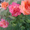 naughtynightmare27 avatar