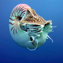 nautilus-that-eats-hyacinths avatar