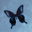 navybutterfly avatar