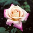 nb-bunny-nsfw avatar