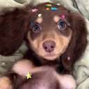 nbpuppygirl avatar