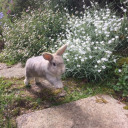 near-aphelion avatar