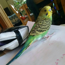 nearfarbudgerigar avatar