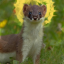 nearing-infinity avatar