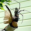 nearsighted-poltergeist avatar