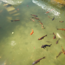 neatlyfrozenoutcast avatar