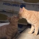 neatos-cheetos avatar