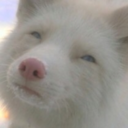 nec-romanticism avatar