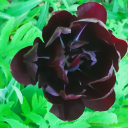 necroticthoughts avatar