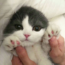 nectere-passus avatar