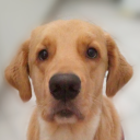 need-some-food avatar