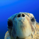 needa-mii-seee avatar