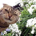 needscmesleep avatar