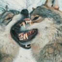 needsometequila avatar