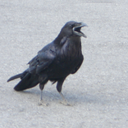 nefariousinclination avatar