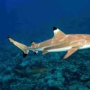 negaprionarts avatar