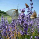 negliocchidiaglaia avatar