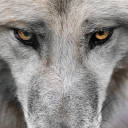 neighborhood-wolf avatar