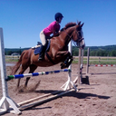 neighsofgreys avatar