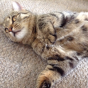 nekonukoneko-blog avatar