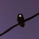 nekrops-shaped avatar