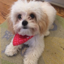 nelliethepuppy avatar