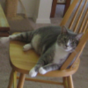 nellification avatar