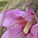 nelotegreitic avatar