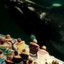 nelsongabriella avatar