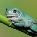 nelteon-hoards-stuffs avatar