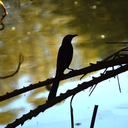 nemesisparadis avatar