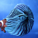 nemosinnautilus avatar