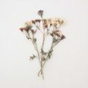 nemurasero-blog avatar