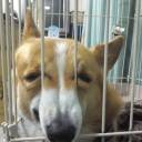 nenarushaimasquerade avatar