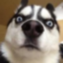 neo-nihonmariage avatar