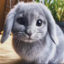 neoamericancatgirl avatar