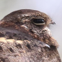 neoliberalbrainrot avatar