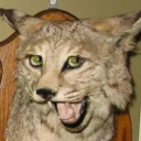 neolithicidiot avatar