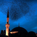 neolsunistersen avatar