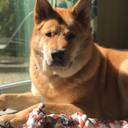 neongreenninja avatar