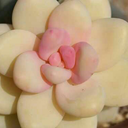 neongreenseraph avatar