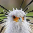 neongreenskunk avatar