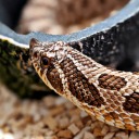 neoninkstains avatar