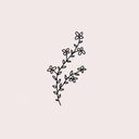 neoyeparadise avatar