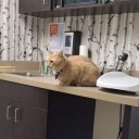 nepeta-noodle avatar