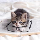 nerd-of-kittendom avatar