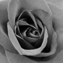 nerdabooloser avatar