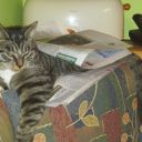 nerdy-cornflower avatar