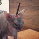 nerfdart-hickey avatar