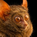 neriumgallery avatar